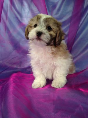Male Teddy bear Puppy for sale Born 1-16-15 Ready March 2015